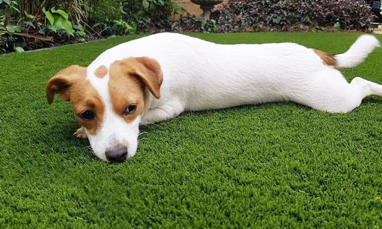 Artificial Grass Dog Resting Easigrass Pretoria
